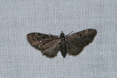 Eupithecia satyrata
