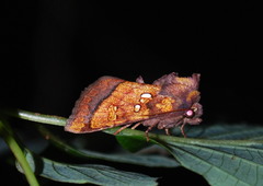 Papaipema leucostigma