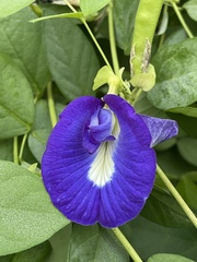 Clitoria ternatea