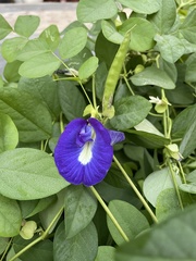 Clitoria ternatea