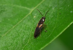 Ampedus areolatus