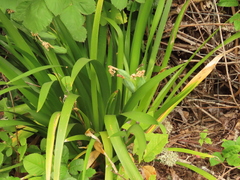 Iris foetidissima