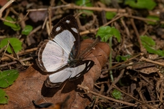 Dynamine athemon athemaena