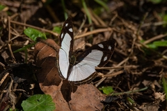 Dynamine athemon athemaena