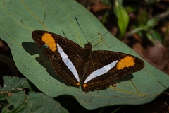 Adelpha calliphane