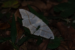 Brachurapteryx tesserata