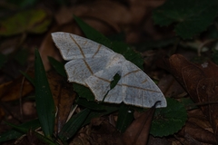 Brachurapteryx tesserata