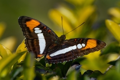 Adelpha serpa