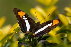 Adelpha serpa