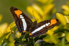 Adelpha serpa