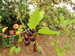 Crataegus gaylussacia