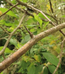 Crataegus gaylussacia