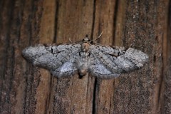 Eupithecia bolterii