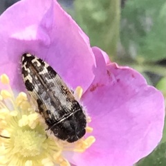 Acmaeodera hepburnii