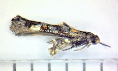 Mompha raschkiella
