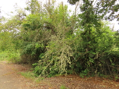 Crataegus gaylussacia