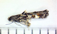 Mompha raschkiella