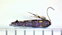 Mompha raschkiella