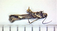 Mompha raschkiella