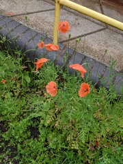 Papaver dubium