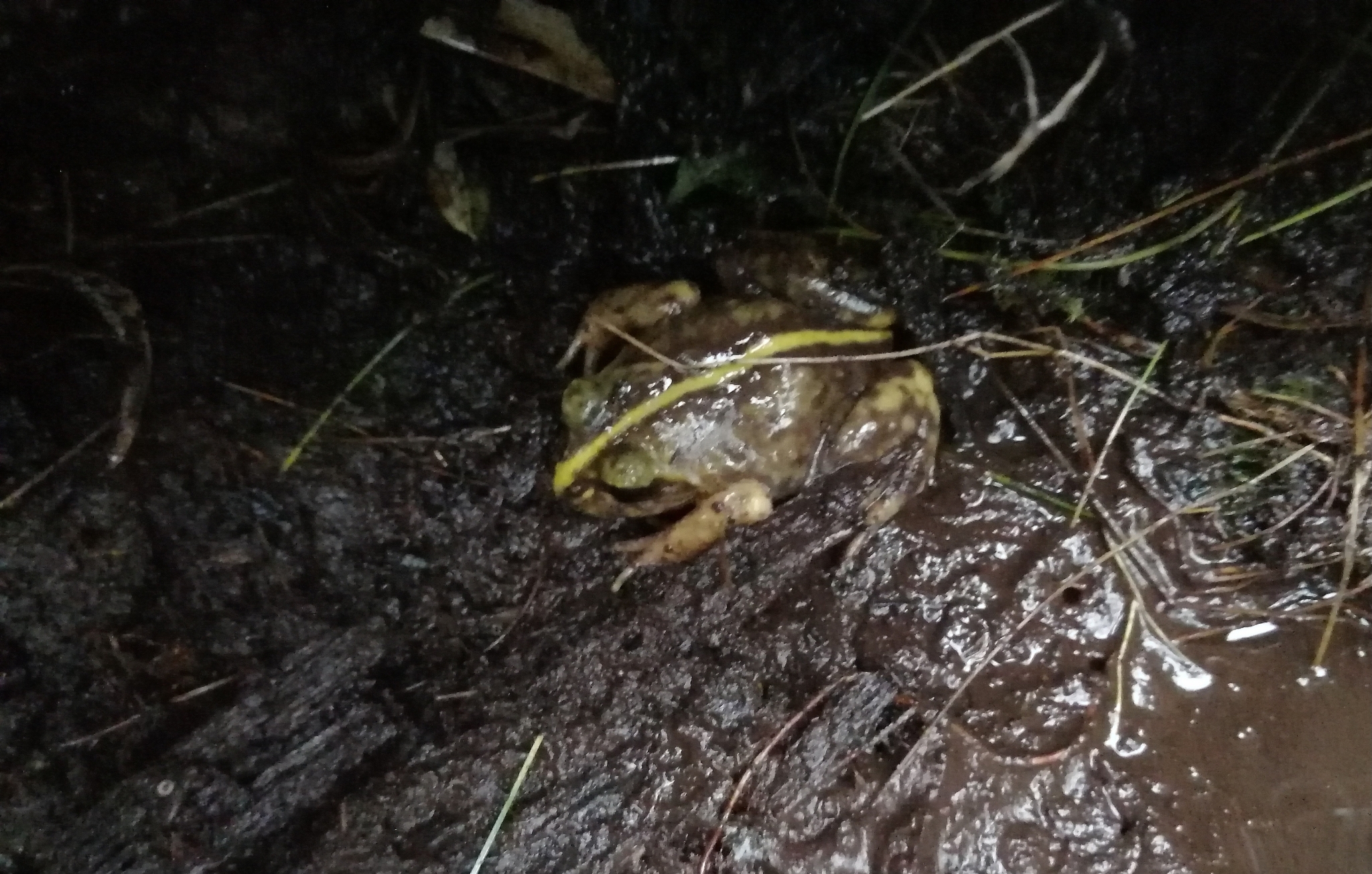 Eupsophus emiliopugini Formas, 1989