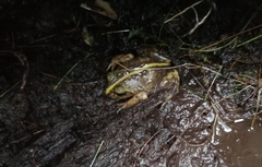 Eupsophus emiliopugini