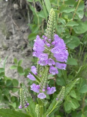 Physostegia ledinghamii