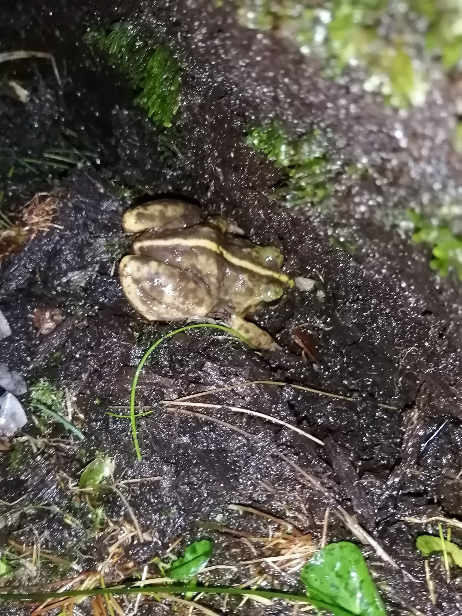 Eupsophus emiliopugini Formas, 1989