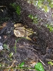 Eupsophus emiliopugini