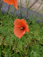 Papaver dubium