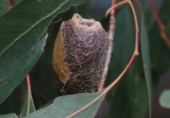 Opodiphthera eucalypti