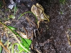 Eupsophus emiliopugini