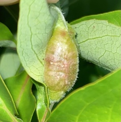 Dasineura parthenocissi