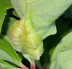 Dasineura parthenocissi