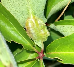 Dasineura parthenocissi