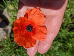 Papaver dubium