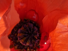 Papaver dubium