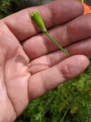 Papaver dubium