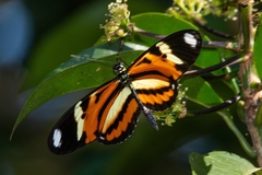 Heliconius ethilla narcaea
