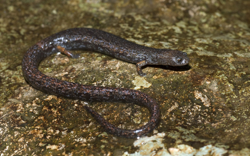 Gamboa Worm Salamander
