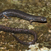 Gamboa Worm Salamander - Photo (c) Josh Vandermeulen, some rights reserved (CC BY-NC-ND), uploaded by Josh Vandermeulen