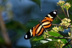 Heliconius ethilla narcaea