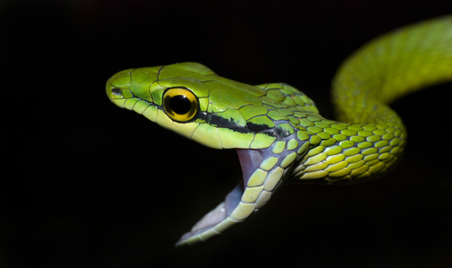 leptophis ahaetulla