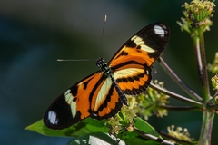 Heliconius ethilla narcaea