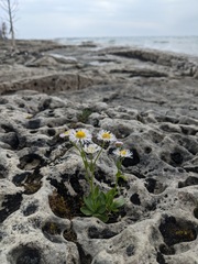 Erigeron philadelphicus provancheri