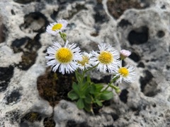 Erigeron philadelphicus provancheri