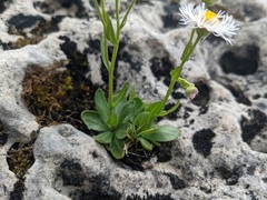 Erigeron philadelphicus provancheri