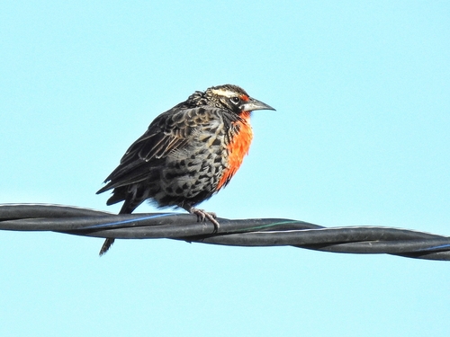 Peruvian Meadowlark (Leistes bellicosus), photo 2