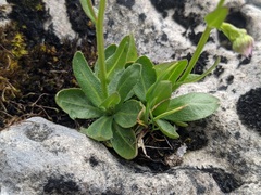 Erigeron philadelphicus provancheri