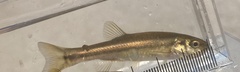 Chrosomus neogaeus